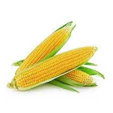 Milho Amarelo Fresco Kg