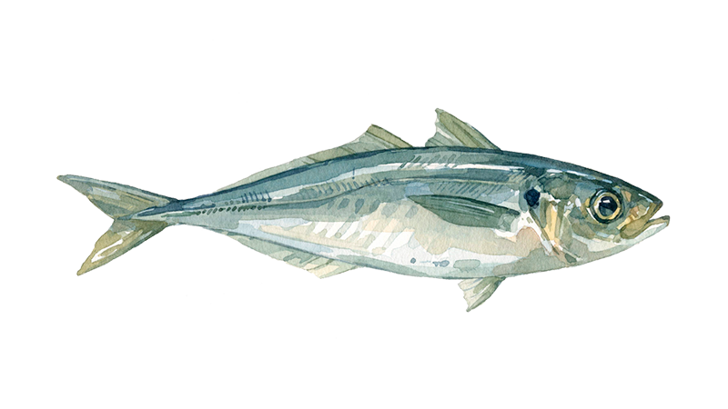 Carapau Kg
