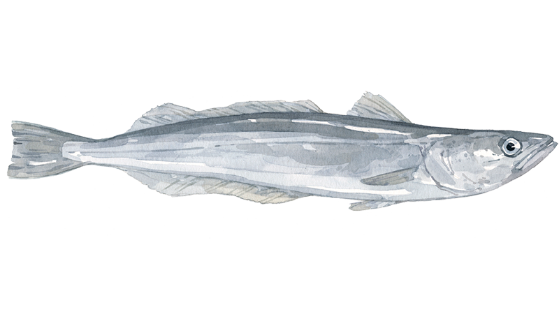 Pescada