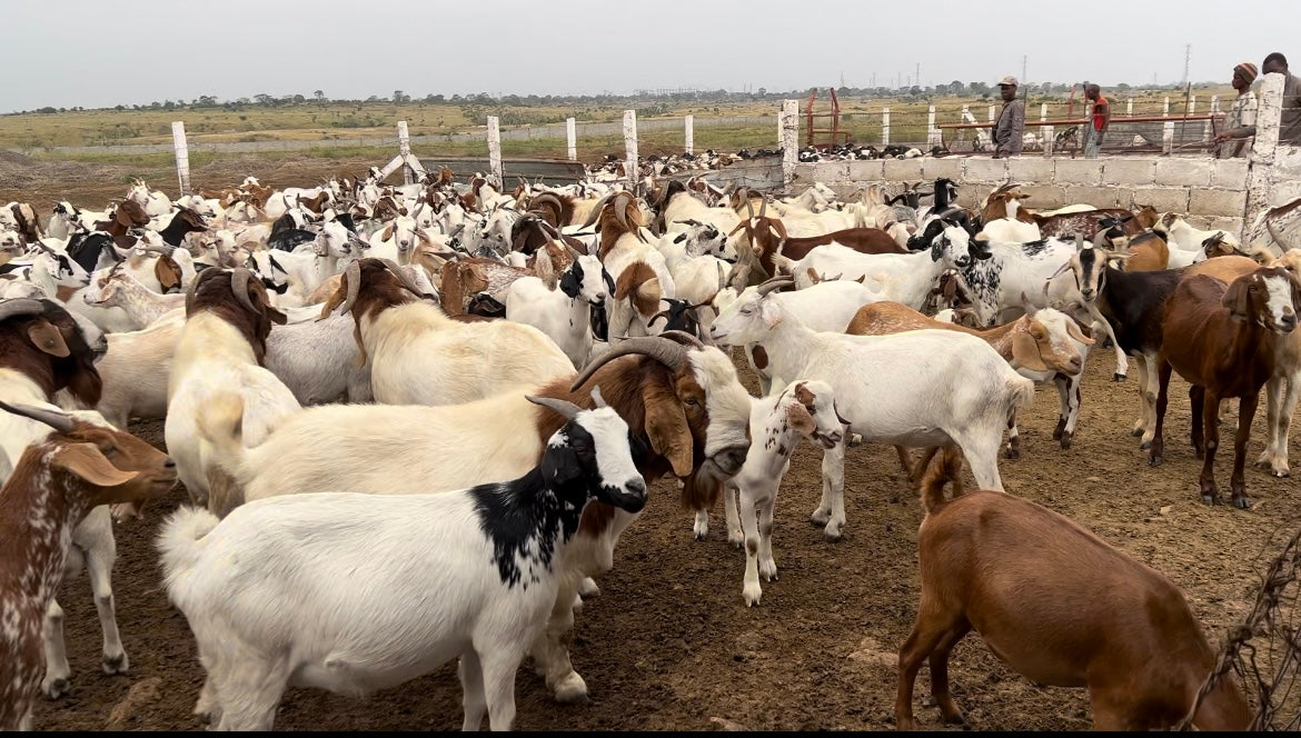 Borrego Nac