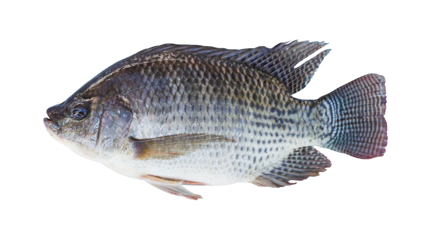 Tilapia (Cacusso) CX