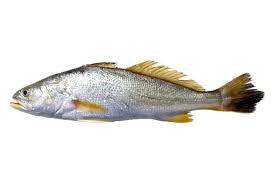 Corvina Branca Kg