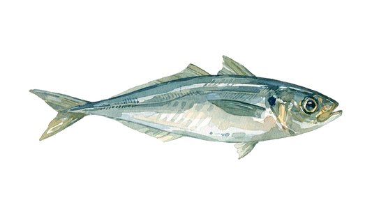 Carapau Kg