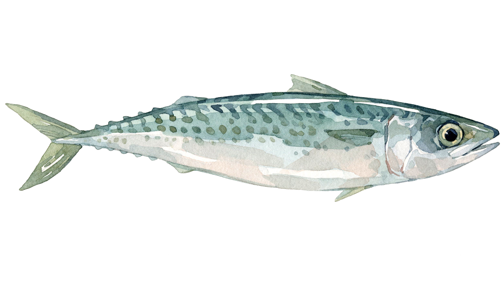 Cavala
