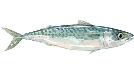 Cavala