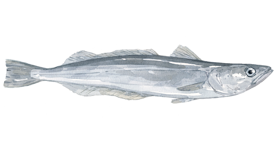 Pescada